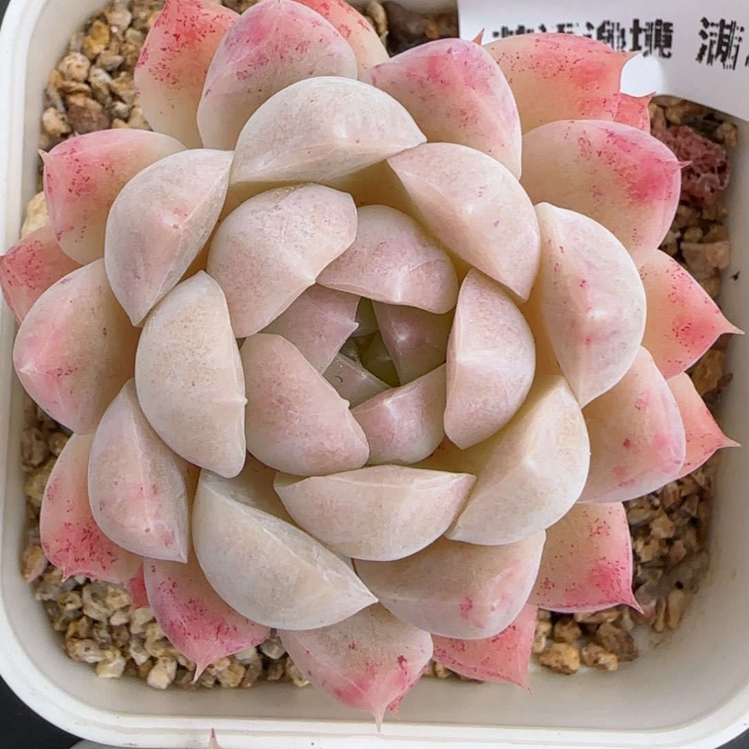 花语逸境0221-181