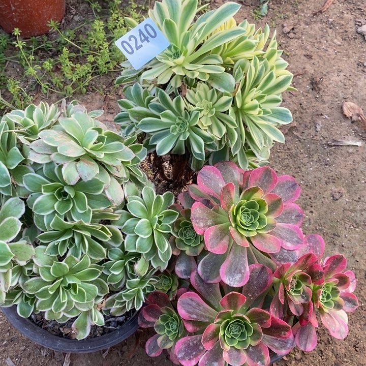 0240三颗法师多肉