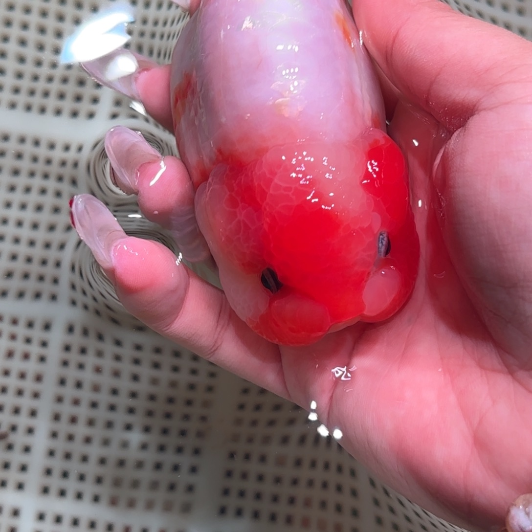 在***铭金鱼拍包装包邮不拍包装运费到付