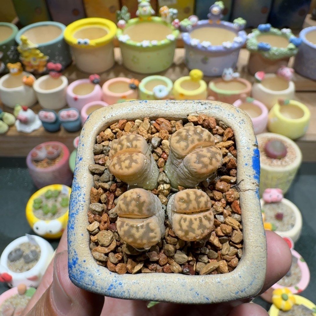 蘑菇1213花纹玉多肉植物