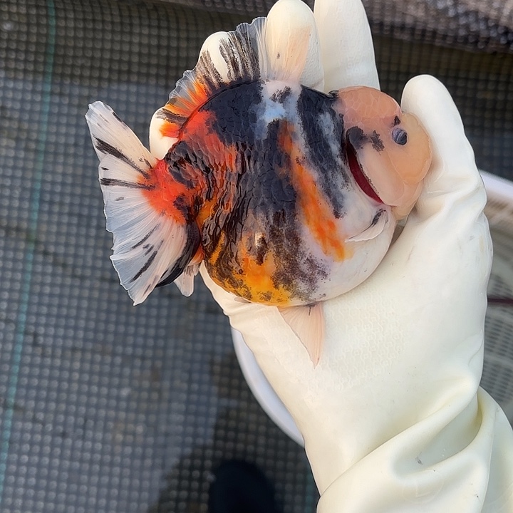 金鱼金鱼18555558888