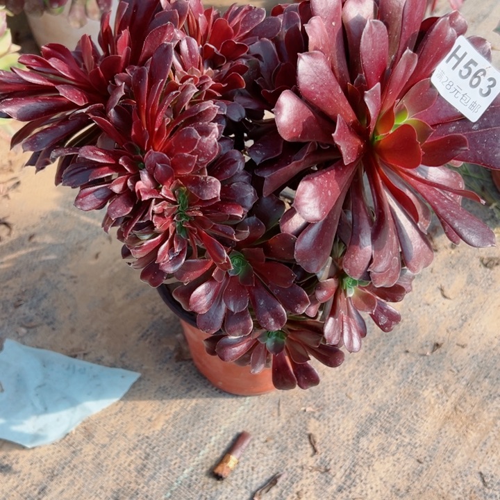 563欧缀多肉植物