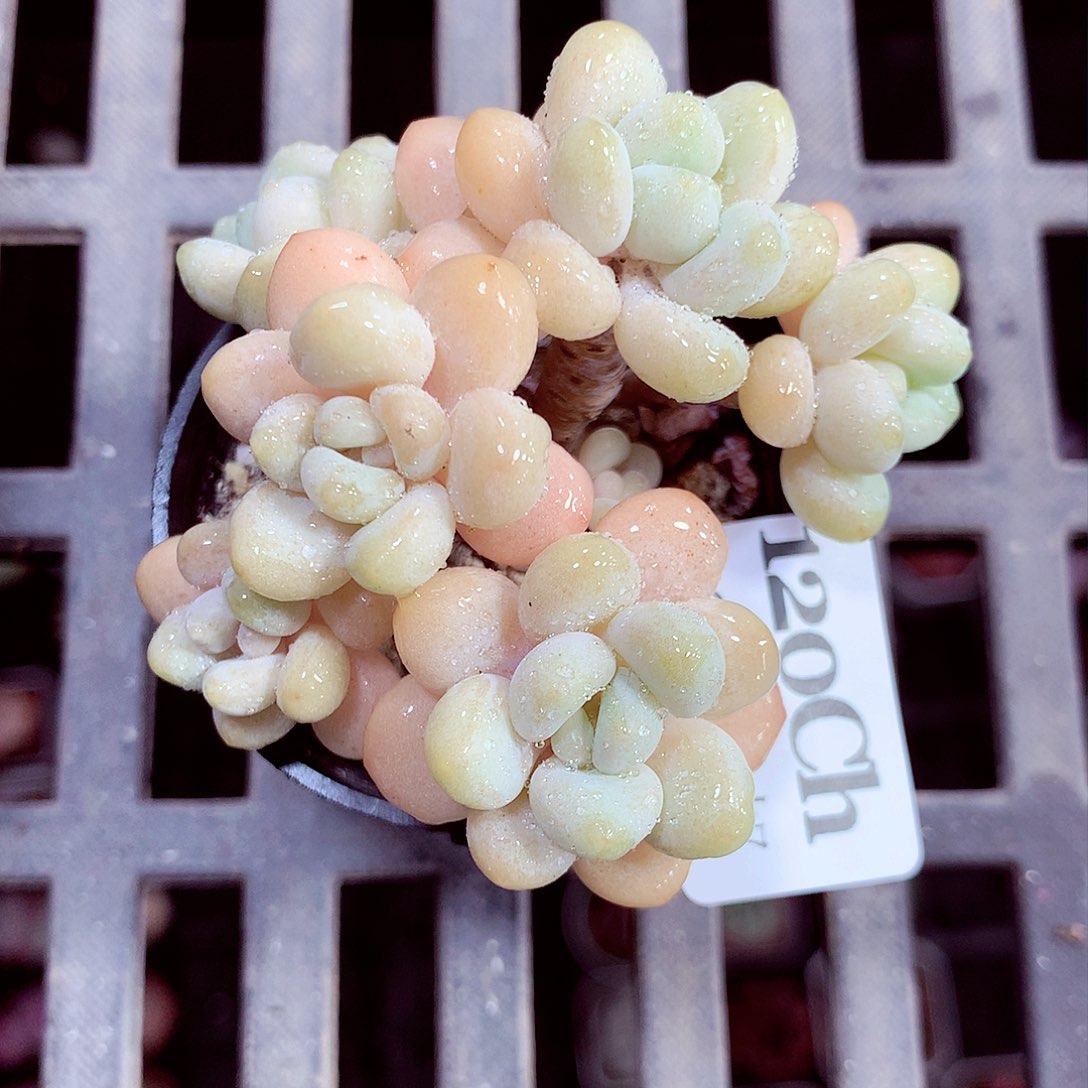 5厘米盆精控多肉120