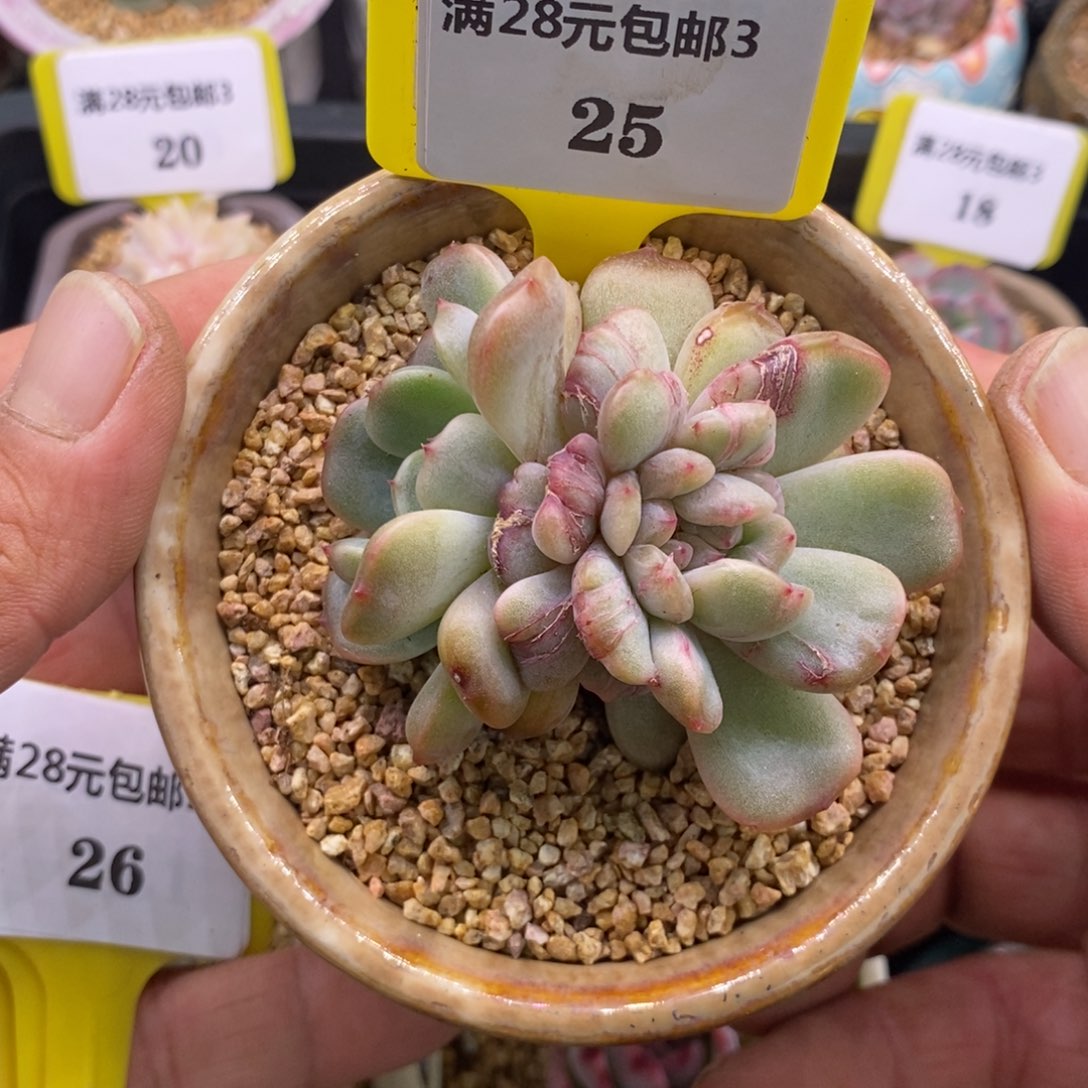 325红恋变异石化拉丝锦
