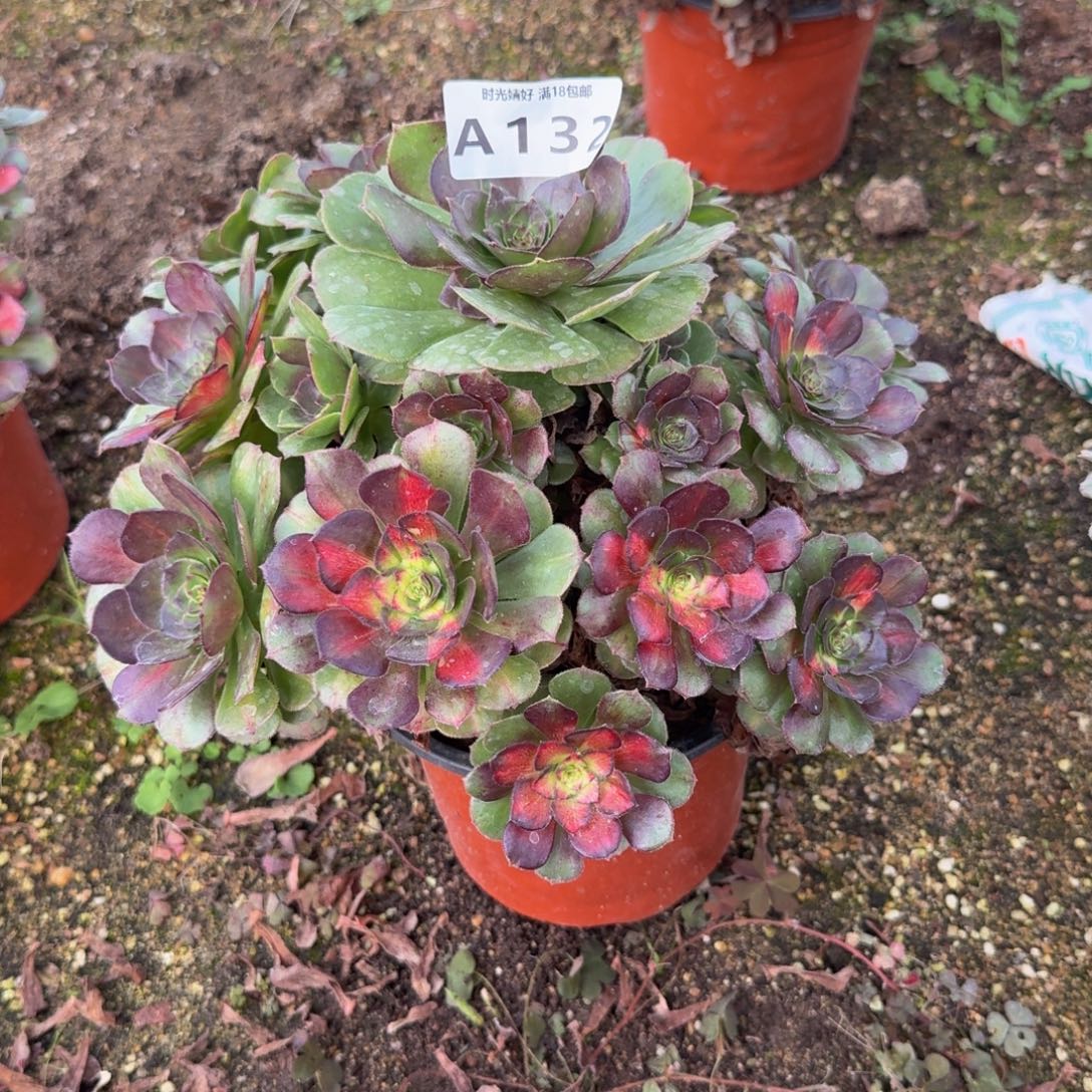 132海王七彩。多肉植物