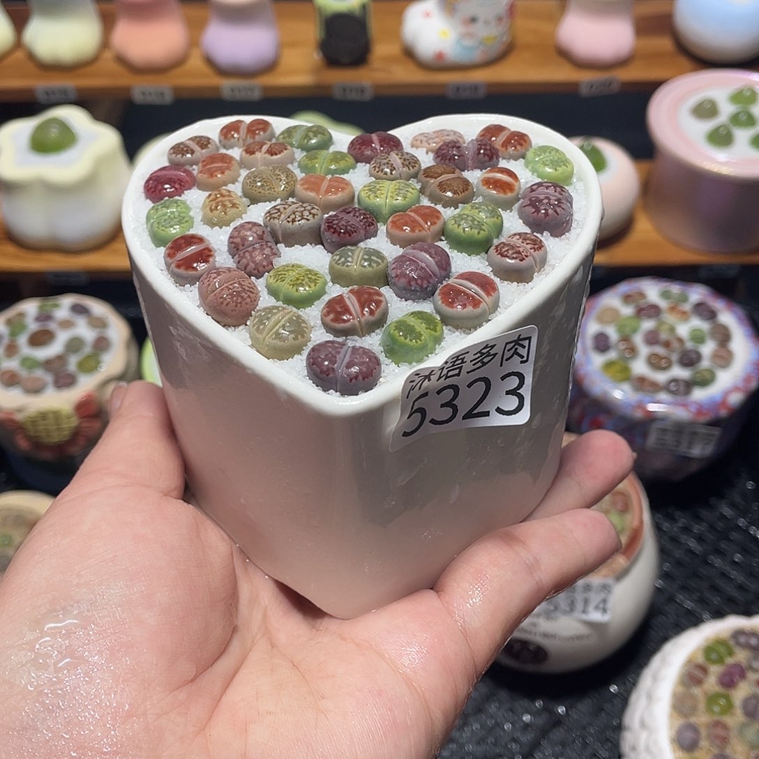 带盆土植物 一物一拍5323