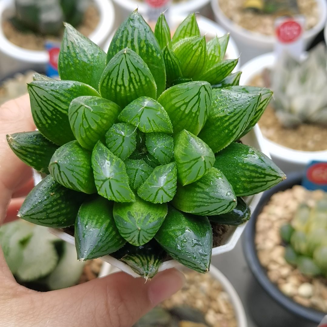 实生玉露锦一物一拍带盆土发货