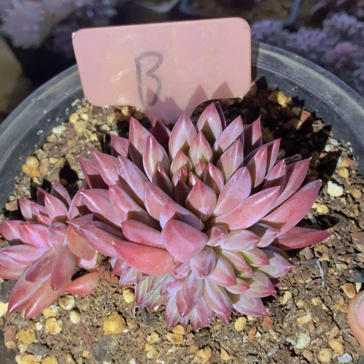 你要吃好了我才给