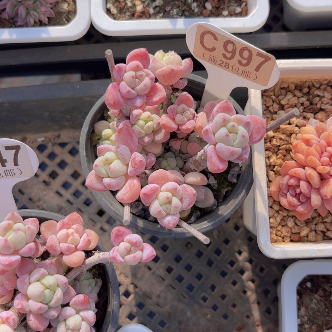 C997香妃一物一拍