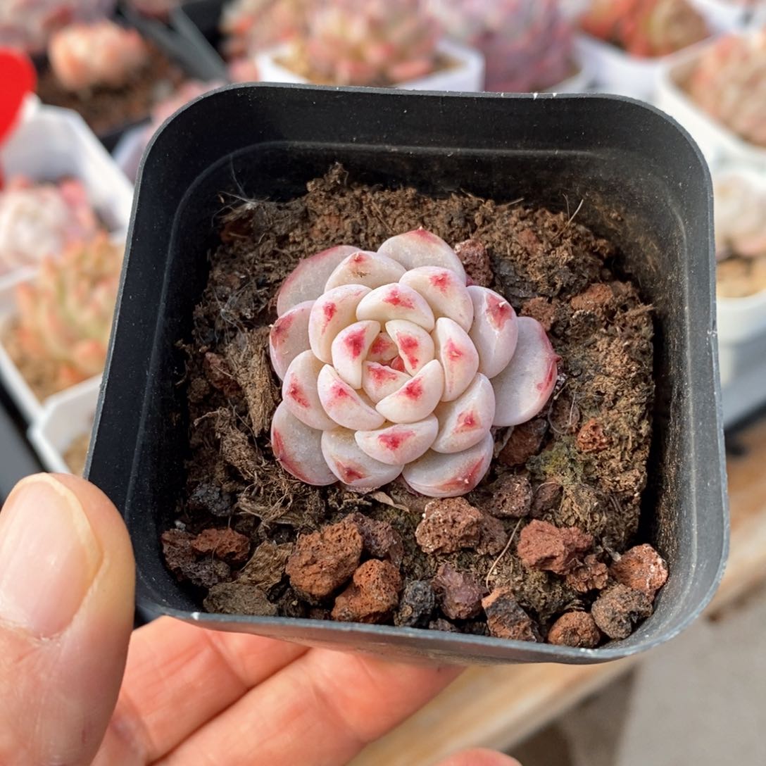 精品多肉一物一拍不包整10