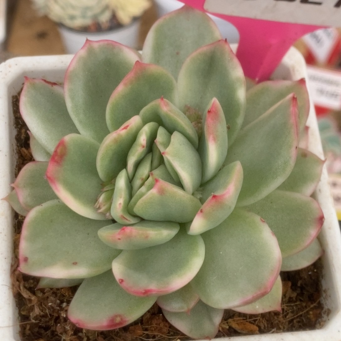 621东云杂锦锦锦锦锦