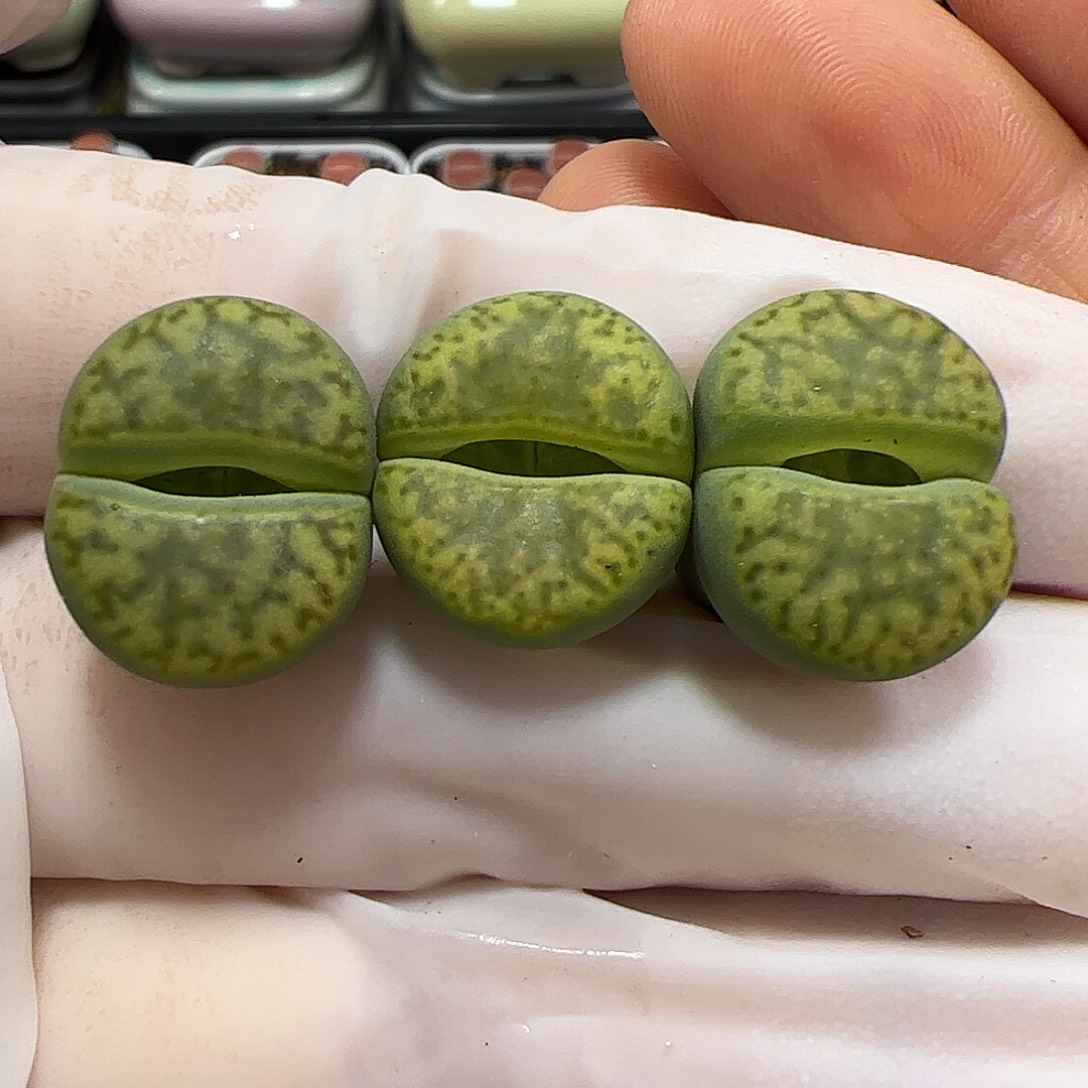 生石花多肉黄米玄3棵