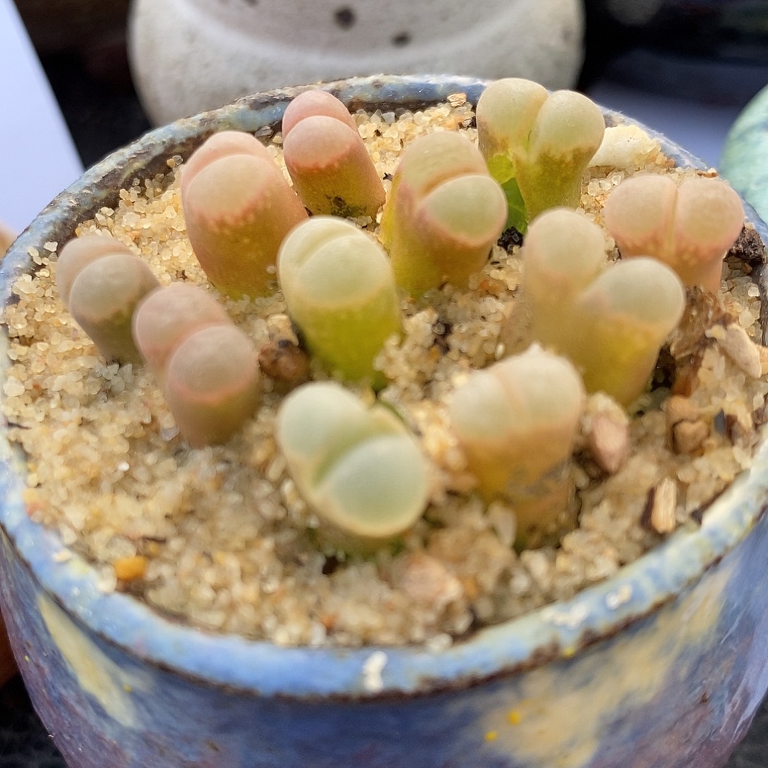 C10杂鲑鱼粉风铃5颗