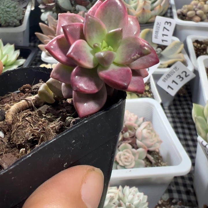 吉龙月锦多肉植物