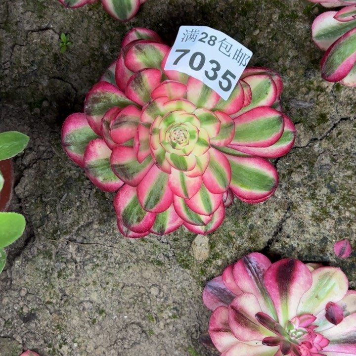 7035南倾城多肉植物