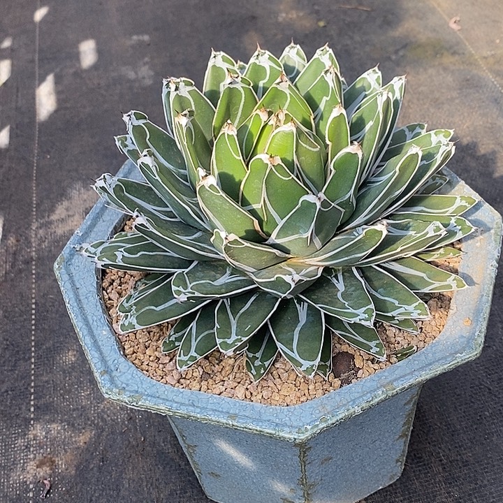 风***淡多肉植物肉肉植物