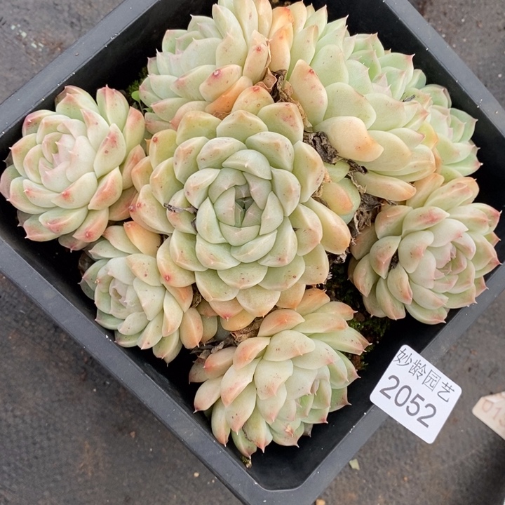 2052杂交老桩基地～16厘米