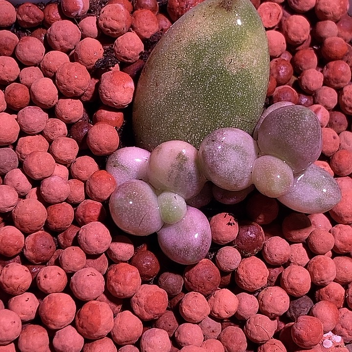 瓷白糖果美人锦多肉植物