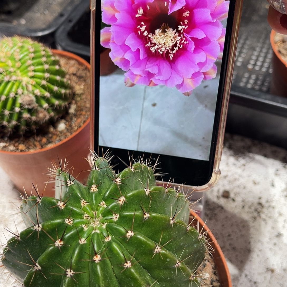 彩草88号7公分左右