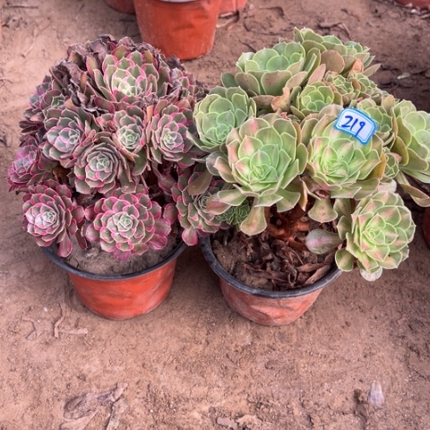 219多肉植物组合，