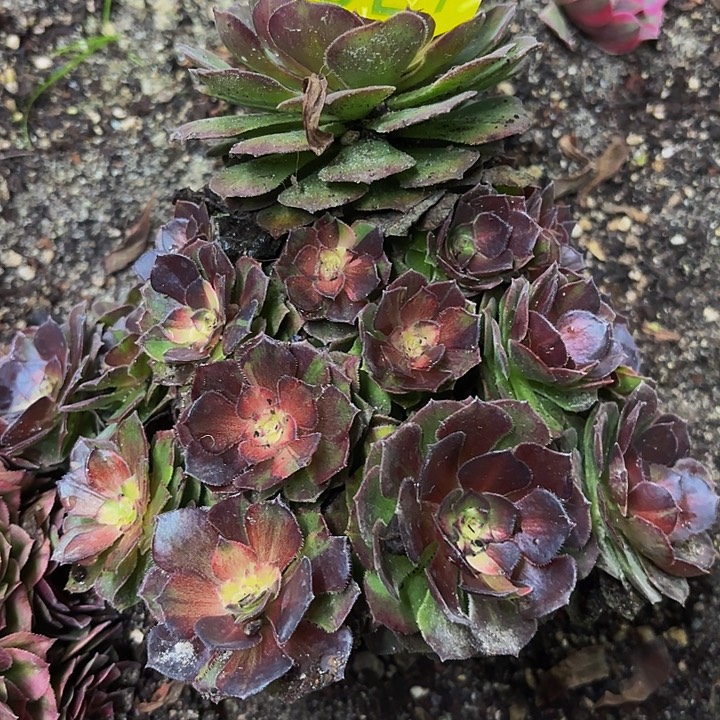 多肉植物福利927个