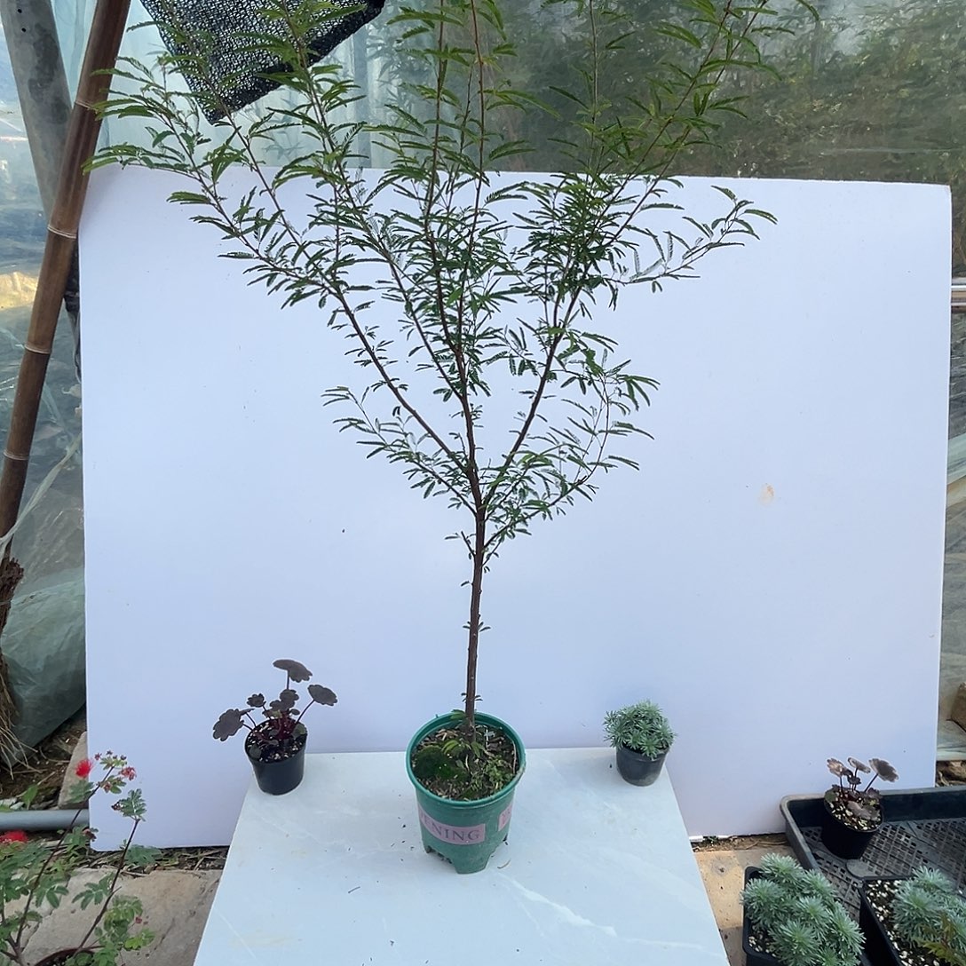 当前无花栽培后可以开花