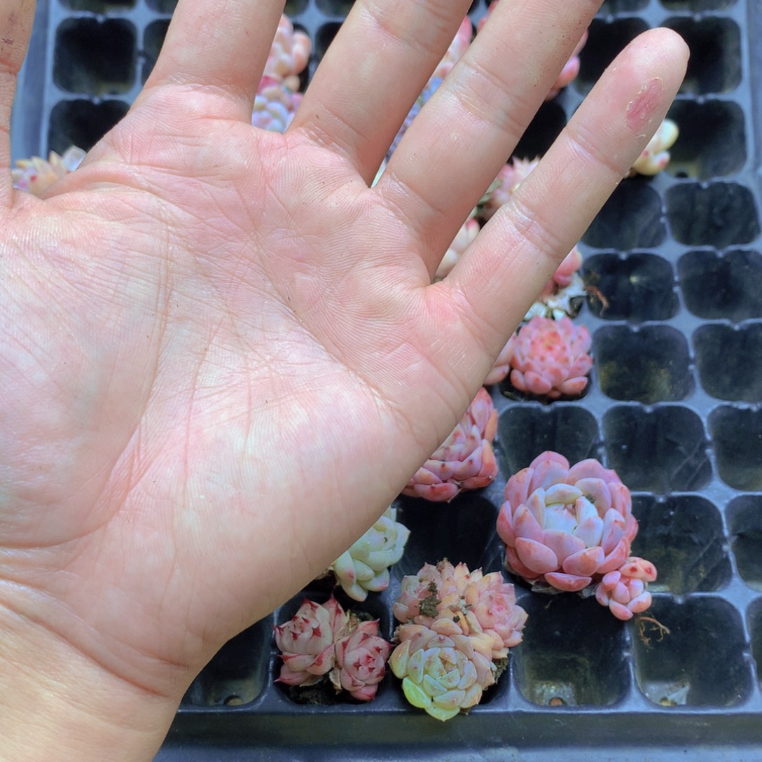 柿***柿我要去看你了啊我的