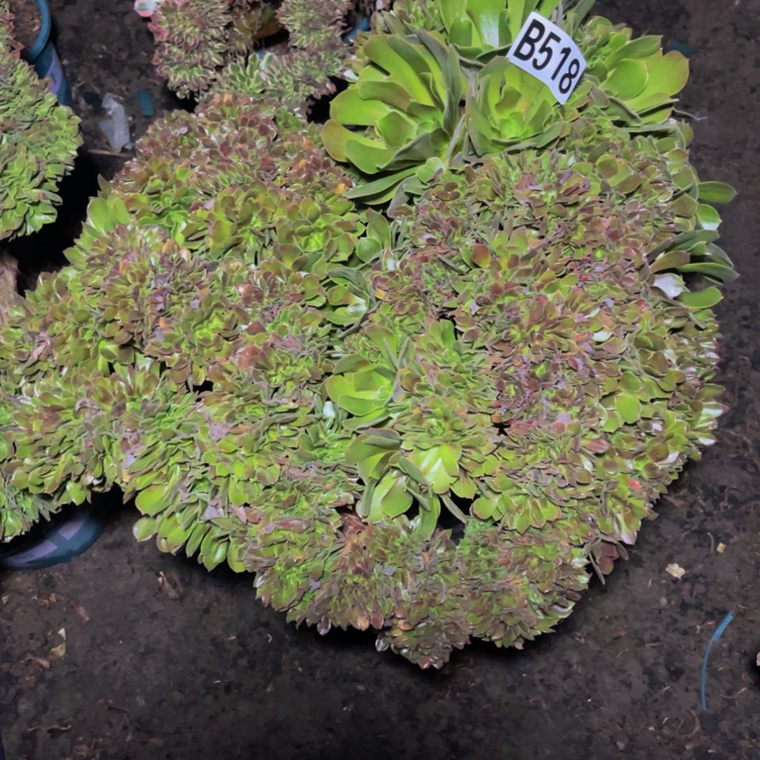 玫瑰法师16///////13包邮