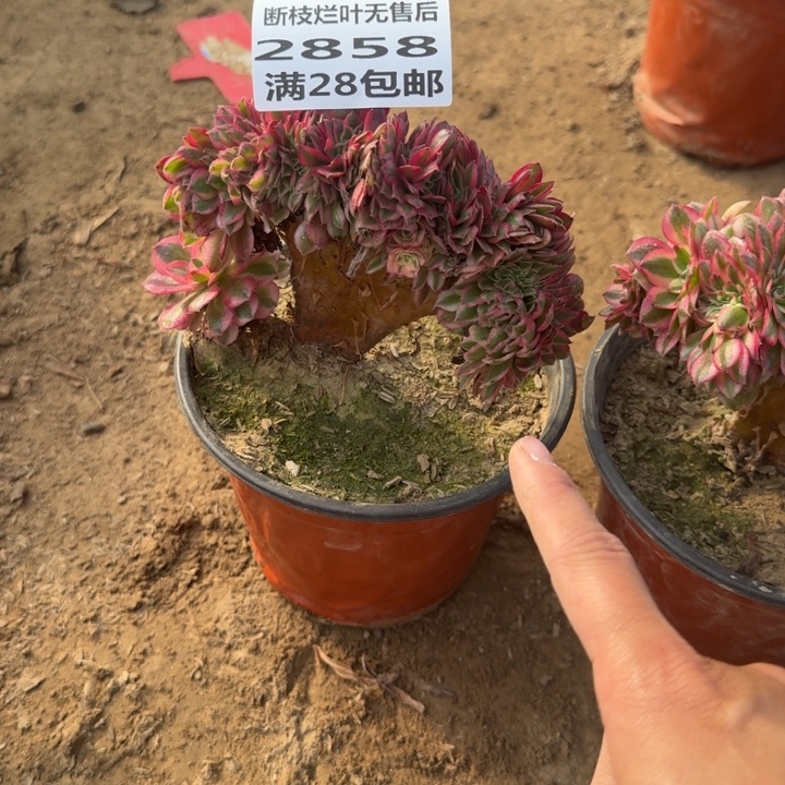 2858二号棚荔枝缀A