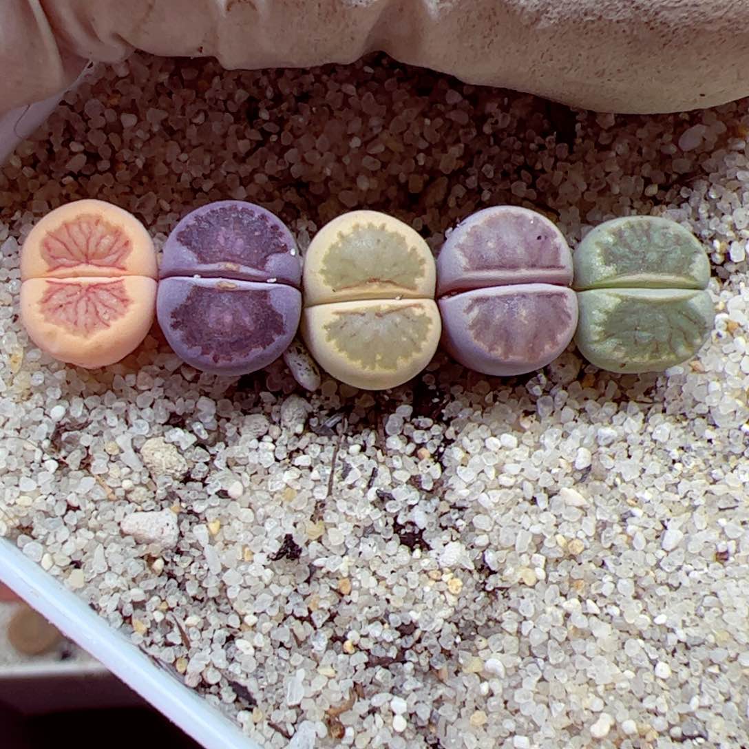 112 102优秀的肉肉