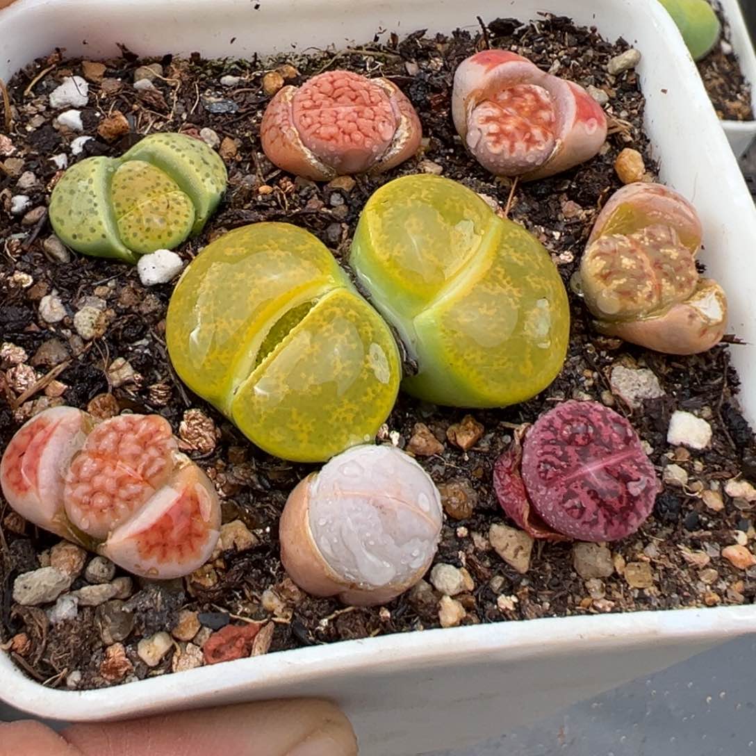 2.14好看的多肉557