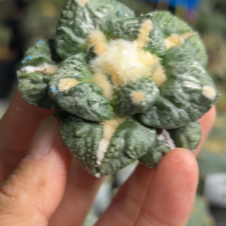 140 哥斯拉 杂 怒 无根