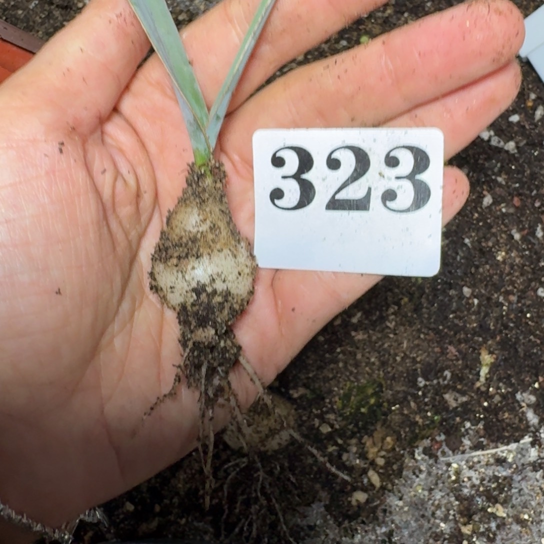 蛞蝓弹簧草一物一拍多肉