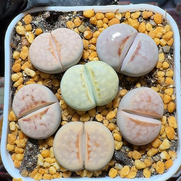 生石花122222。  150