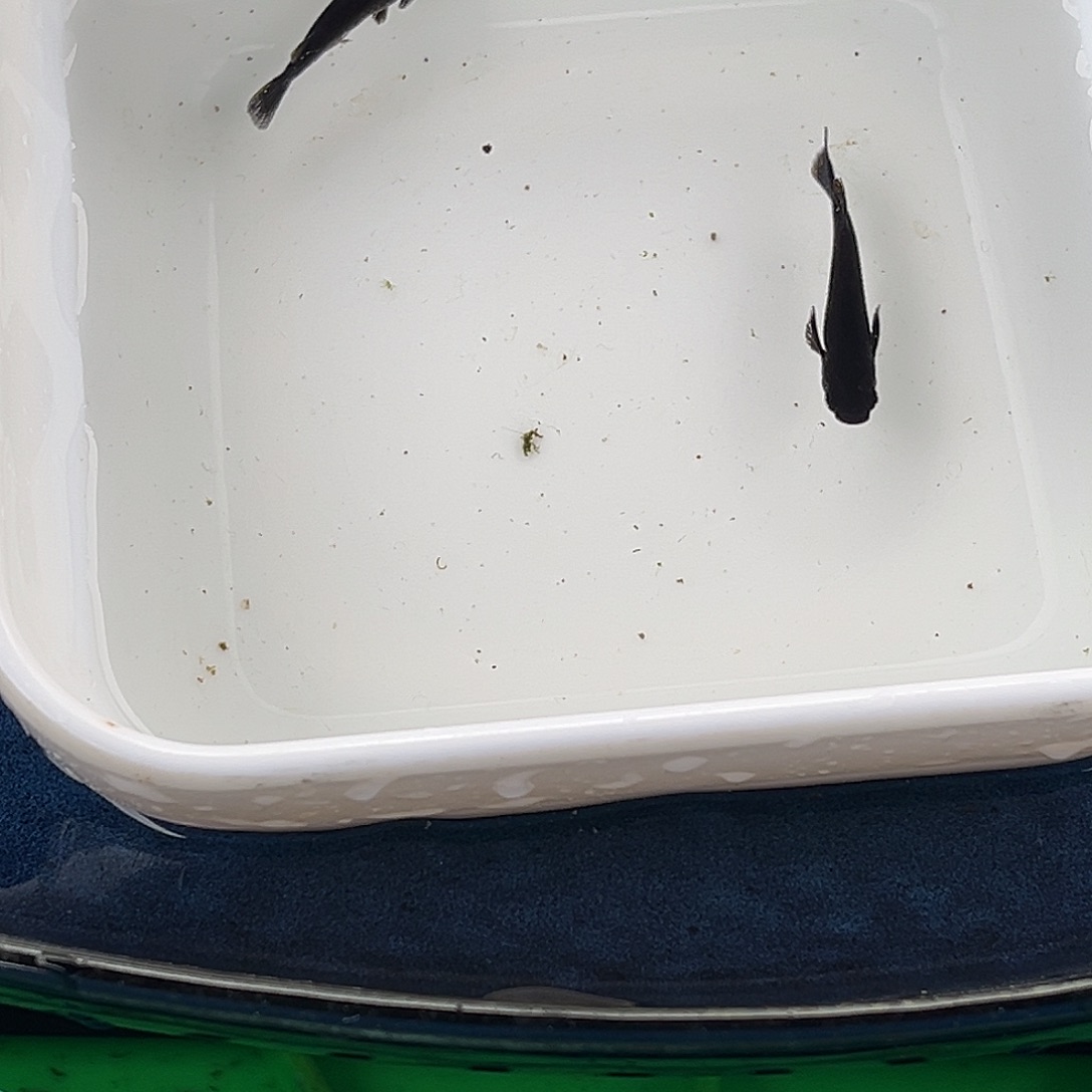 青鳉鱼飞梦大蛇两条品相自观