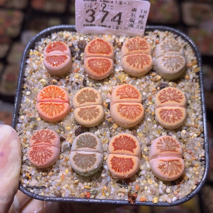 精品生生花29.371小374