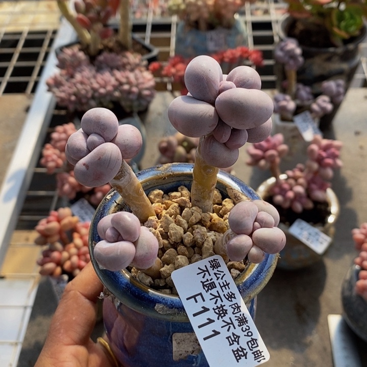 芭比奶酪111/7c m