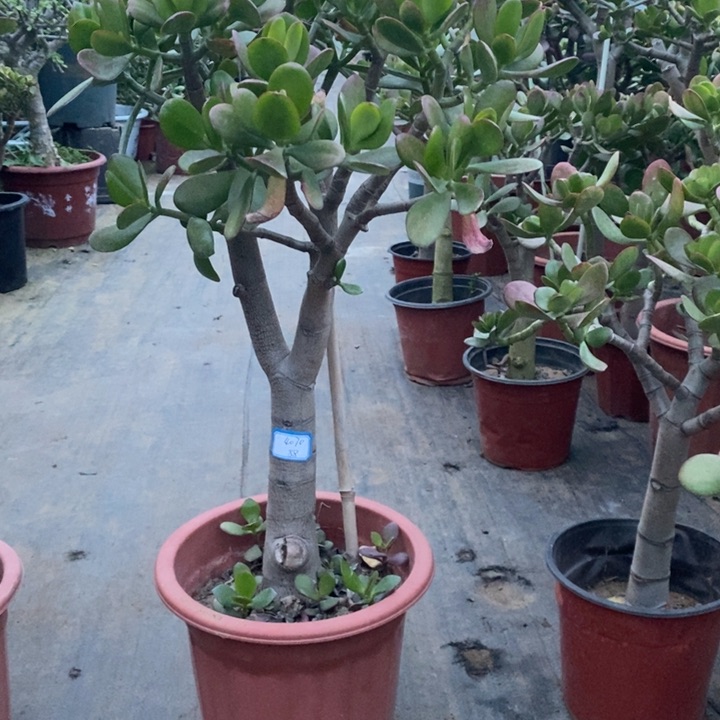 红叶玉树一物一拍