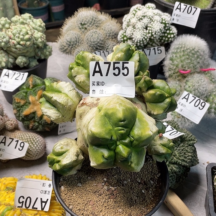 完全开放755栾一个下仙人球