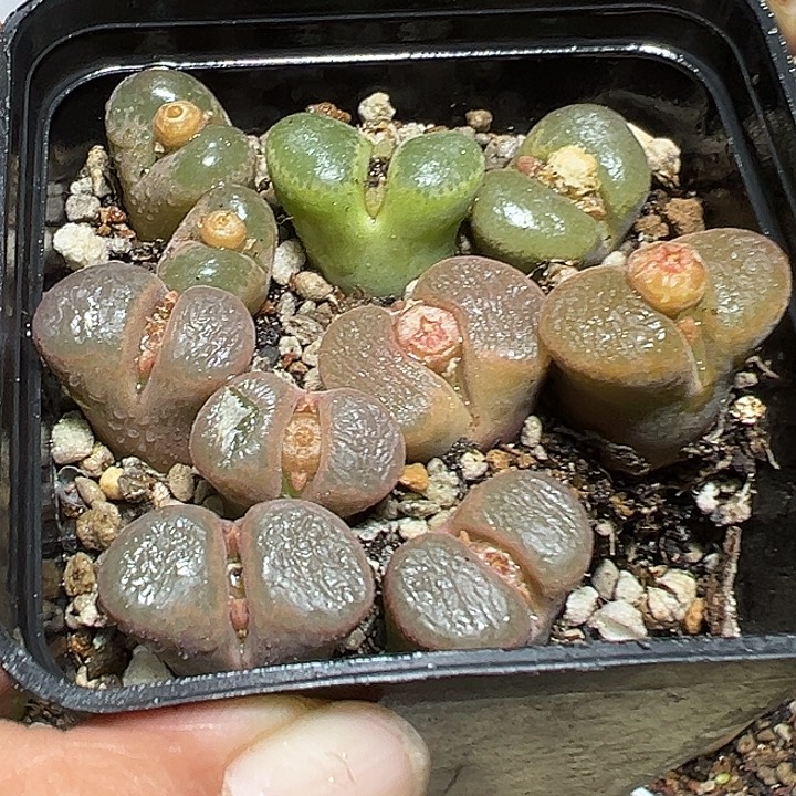 697号特价风铃一盆