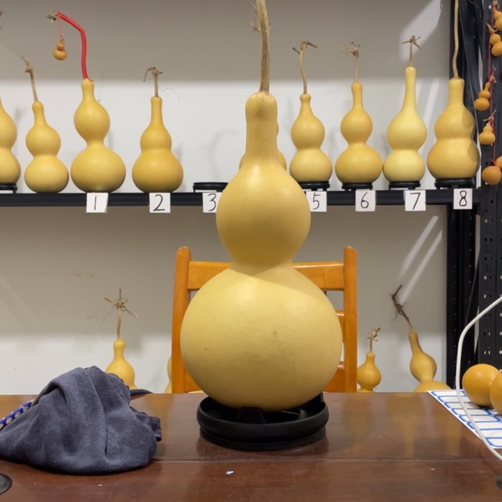 小***佳粗嘴46肚厚皮八宝