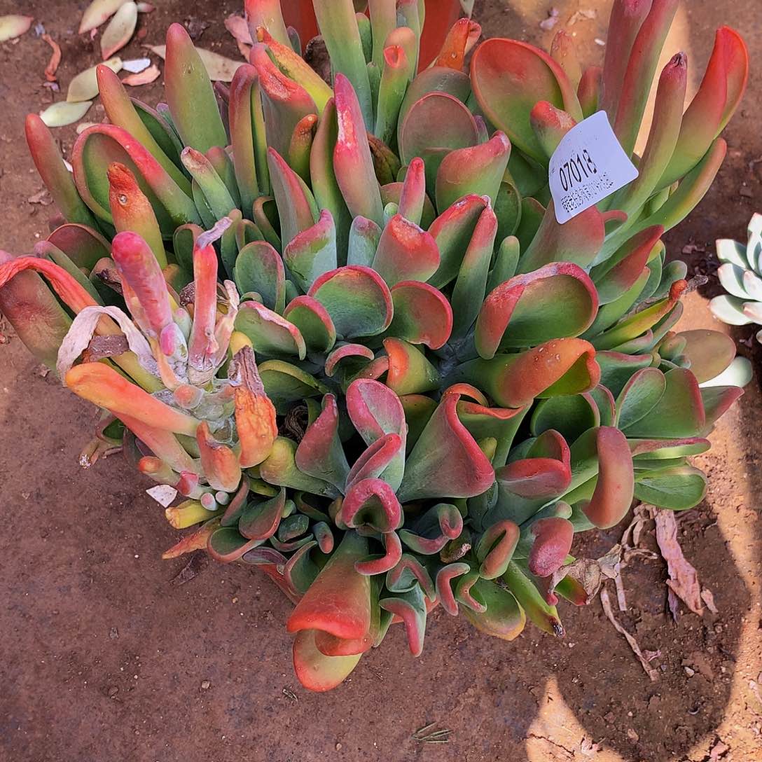 荔***眼火狐狸07018多肉多肉