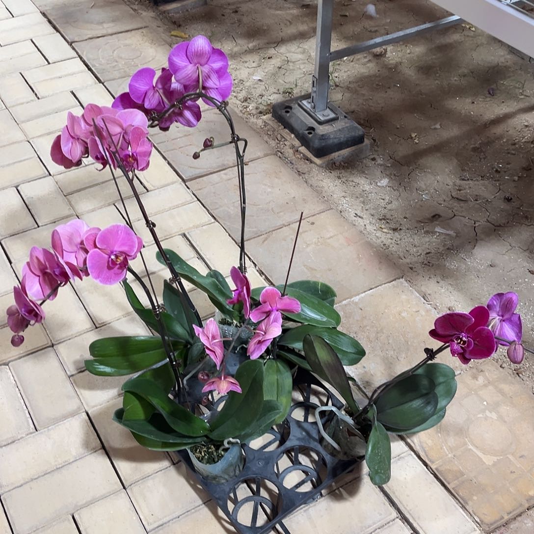 小***莉完全开放5颗蝴蝶兰花，不售后