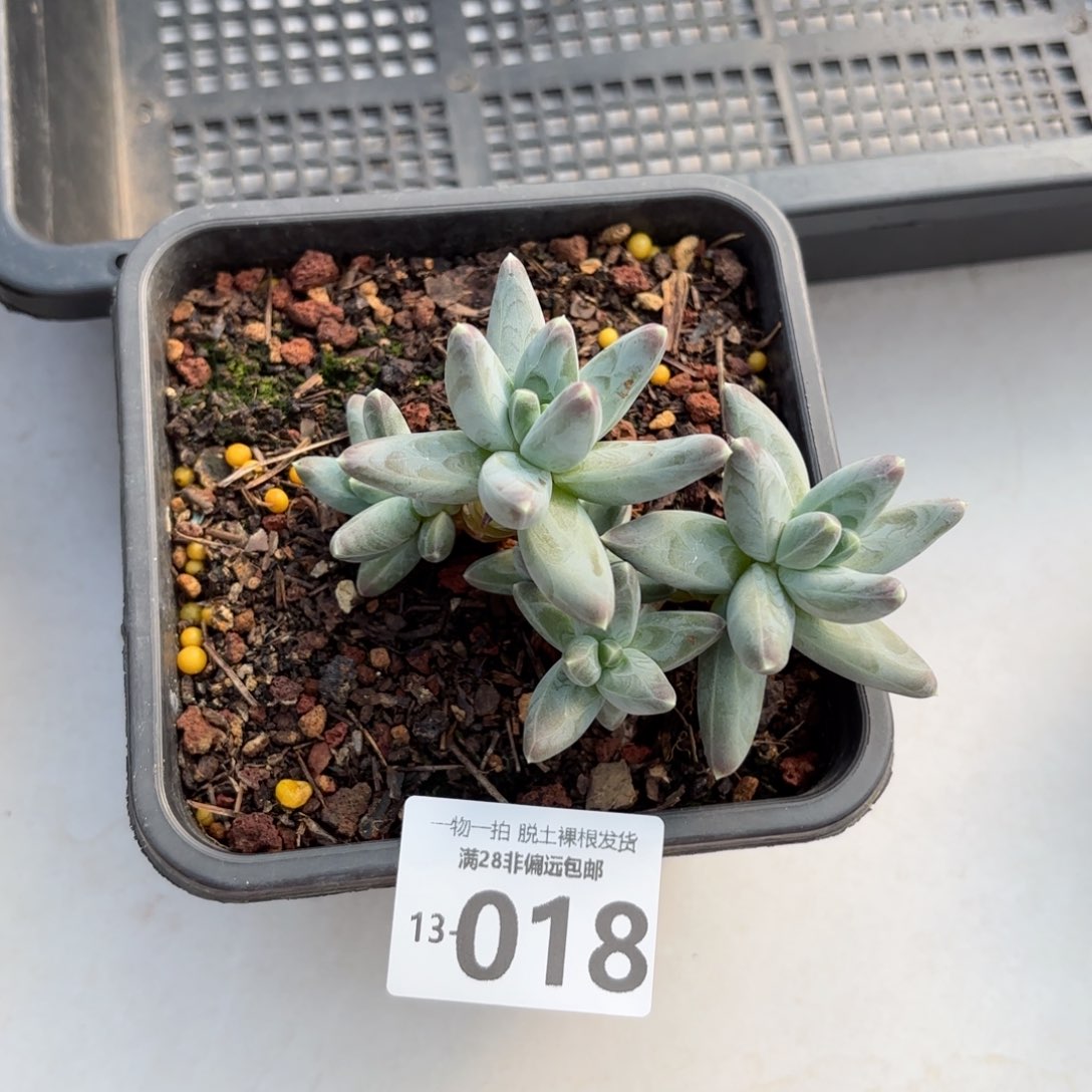 乌拉克拉多肉多肉多肉