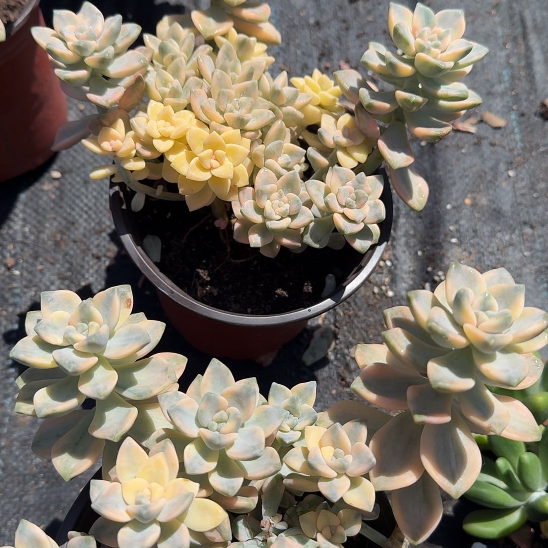 大号美杏锦多肉植物