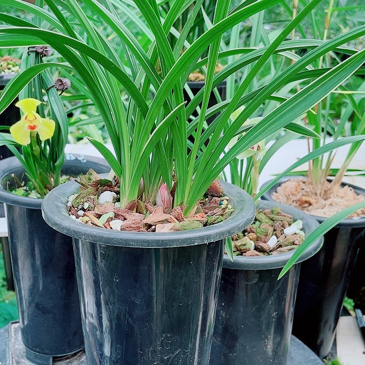 旅***途无花朵一物一漂亮开花