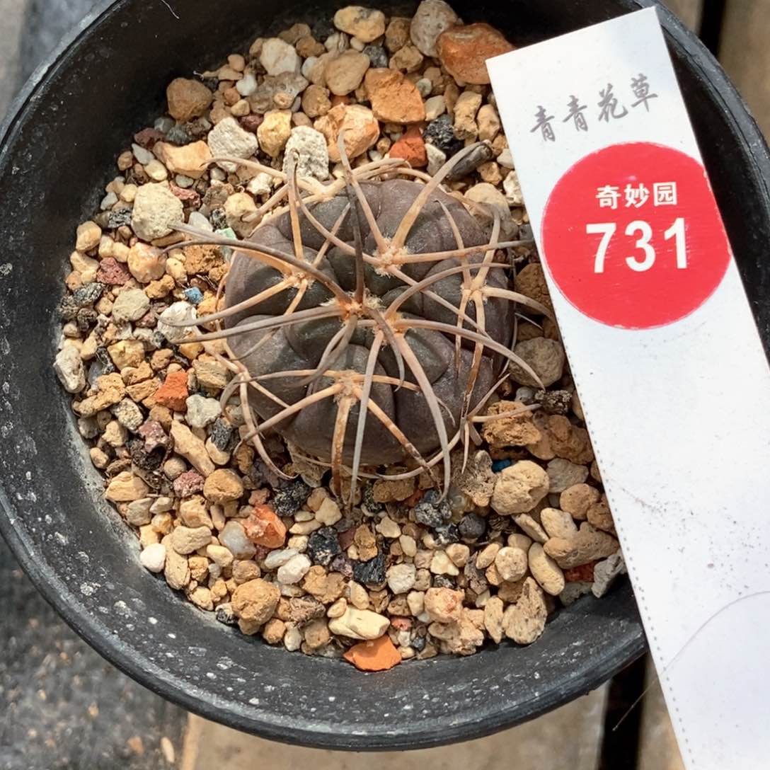 实生紫肌伏刺天平丸3.5cm