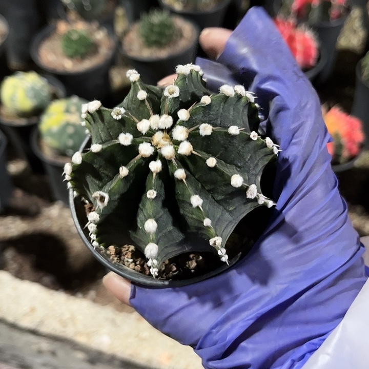 无花朵乌**雪11111111111