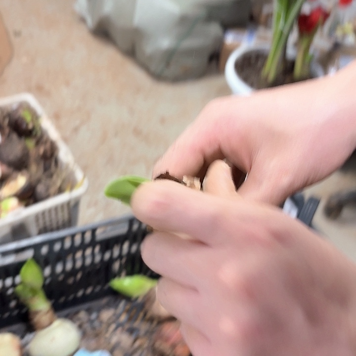 粉色交响曲直径6公分左右花后球