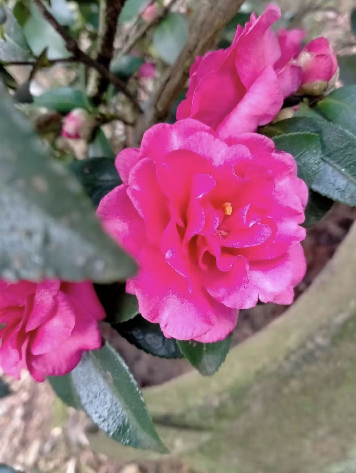 茶梅花树浓郁清香四季常绿植物适合户外阳台种植